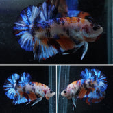 #7 (New Arrival) Blue Galaxy Koi Star Tail Plakat Betta Fish - High Quality Live Aquarium Male Betta Fish